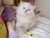 Safkan british longhair yavrular