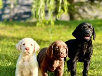 Özel Ve Sağlık Irk Garantili Labrador Yavruları