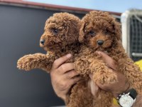 Ankaranın en seçkin toy poodle yavruları