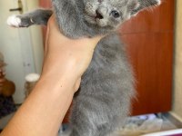 35 GÜNLÜK YAVRUMUZ BRİTİSH SHORTHAİR