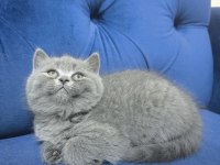 British shorthair gri ayı surat tontiş bebekler