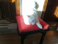 British shorthair lütfen bakıp geçme gerçek ailemi istiyorum