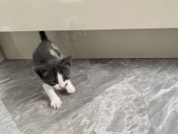 1,5 AYLIK YAVRU KEDİMİZ ACİL YUVA