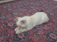 3 aylık oyun seven tatlı british shorthair