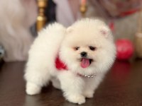 POMERANİAN BOO 2 EFSANE AYICIK