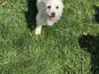 Dişi Maltese Terrier Köpeğimiz Yeni Sahibini Arıyor