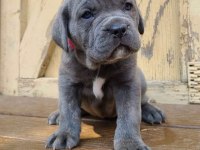 XXL CANE CORSO YAVRULAR TESLİME HAZIR