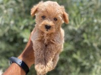 Tea cup f 1 maltipoo bebekler