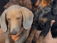 Aşıları bitmiş tuvalet eğitimli sosis dachshund yavrular