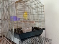 Sarı fırtına kuşumuz