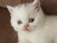 50 GÜNLÜK MİNNOŞ KEDİLER