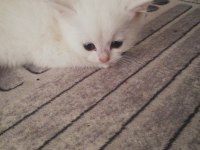 1.5 aylık british shorthair yavrular