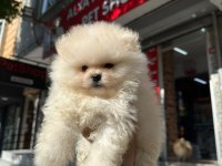 Dünyalar Tatlısı Japon Pomeranian Yavrularımız
