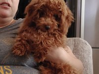 Asil yavrulardan alınmış minyatür poodle