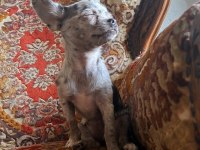 Nadir Bulunan Merle Chihuahua Dişi Yavrular