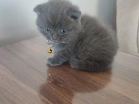 3 Beyaz 1 Gri (Erkek) Scottish Fold