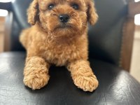 Poodle yavrum