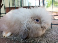 Hollanda teddy lop yavru tavşanlar