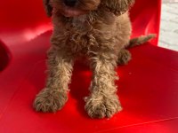 Poodle bebekleri