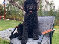 Standart Poodle Kızımıza Eş Arıyoruz