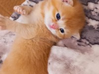 Yavru scottish fold
