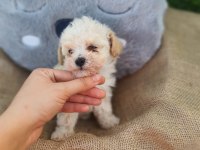 F1 SÜPER KALİTE MALTİPOO DİŞİ