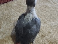 Yavru jako papağanı 2 aylık