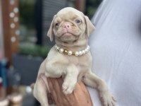 NADİR BULUNAN EXZOTİC PİNK PUG YAVRUMUZ