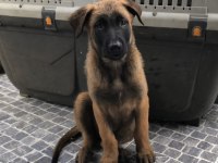 Safkan ırk garantili belçika kurdu