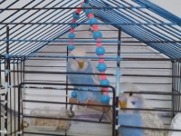 Muhabbet kuşları yeni yavru 2 aylık