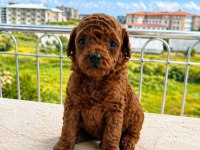 Kore Tea Cup Toy Poodle Erkek Dişi A Kalite Yavrular