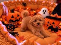 Üst Kalite Maltipoo Yavrular 