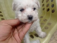 Minyatür boy maltese yavrular