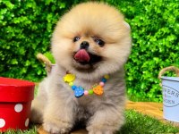 Yavru köpeğimiz pomeranian boo