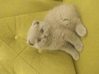 Scottish fold lilac rengin erkek bebek