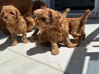 POODLE YAVRULARIMIZ YENİ EVLERİNİ BEKLİYOR