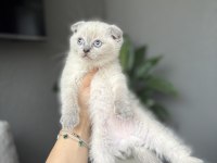 SCOTTISH FOLD BLUE POİNT YAVRULARIM