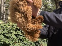 Toy Poodle Türkiye Starı