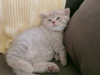 Safkan British Shorthair