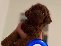 Kore poodle erkek