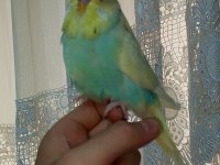Şov Jumbo Muhabbet Kuşu