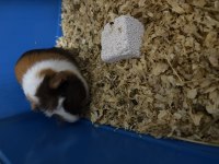 Guinea pig 4 aylık