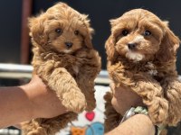 Ankaranın en elit kore maltipoo yavruları