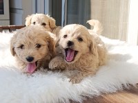 A Kalite Maltipoo Bebekler