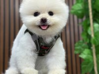 Anti alerjik tüy dökmeyen Yavru Pomeranian Boo