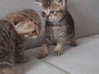Ücretsiz Sahiplendirme British Shorthair