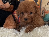 Kore Kan Bebiş Poodle