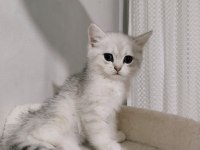 Mianin Pamuk Şekerleri Kedilerim