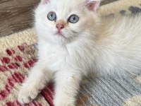 KEDİLER BEREKETTİR