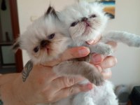 Persian bebeklerimizi sahiplendirmek